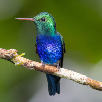 Violet-bellied Hummingbird